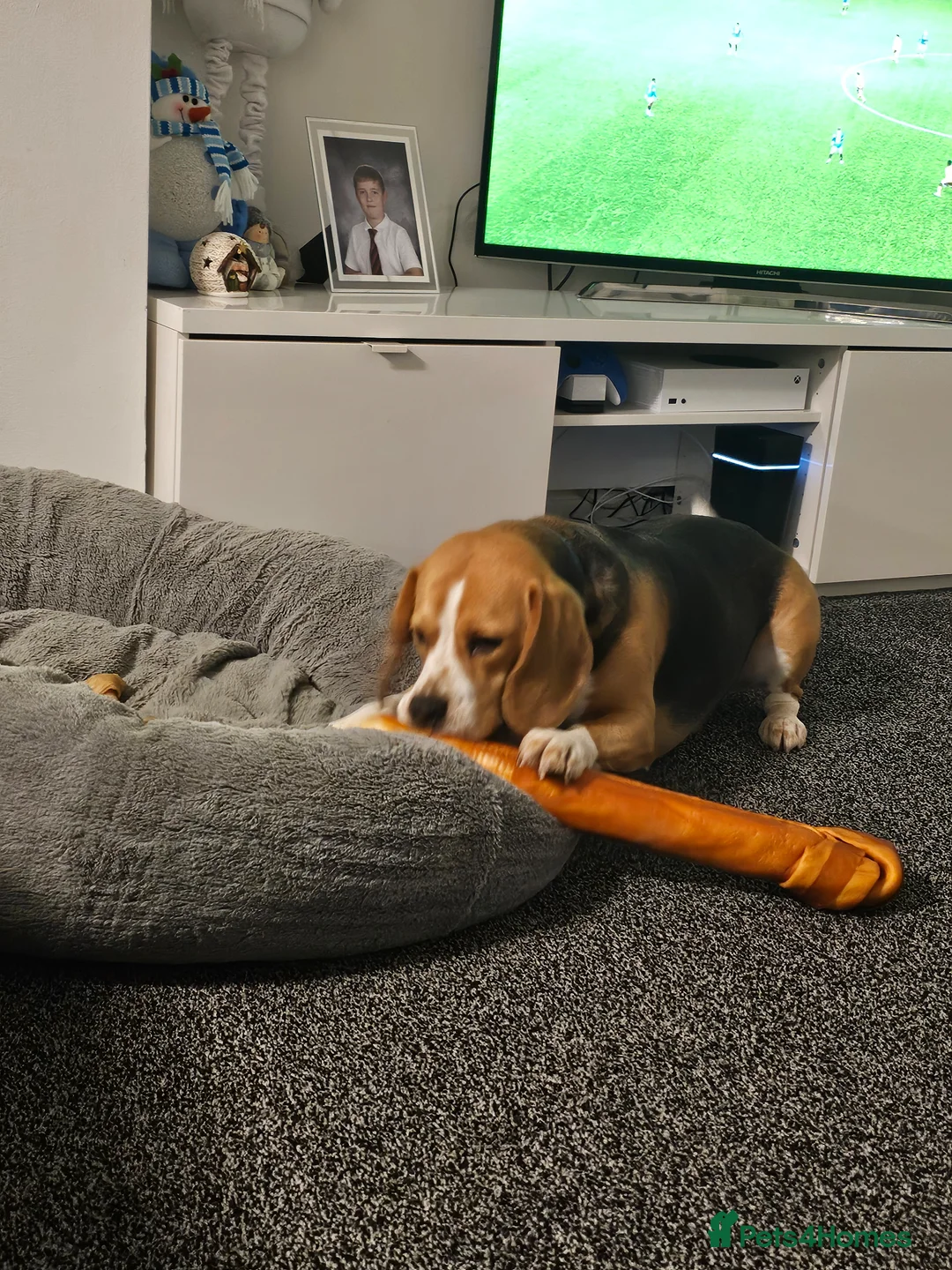 Beagle dogs for sale: Free to good home in Glasgow - Advert 2