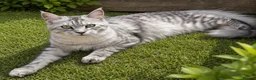 Maine Coon cats for sale: TICA Health Tested Black Silver Maine Coon - Advert 2