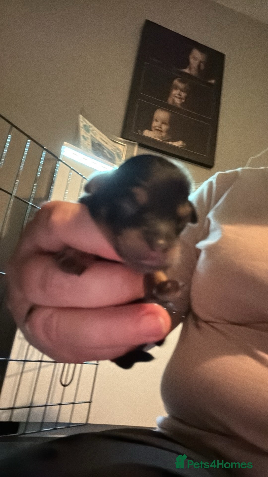 Cavapoochon dogs for sale: ⭐️⭐️5 star homes wanted for these gorgeous pups  - Image 1