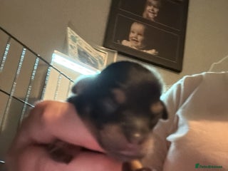 Cavapoochon dogs - Advert 5