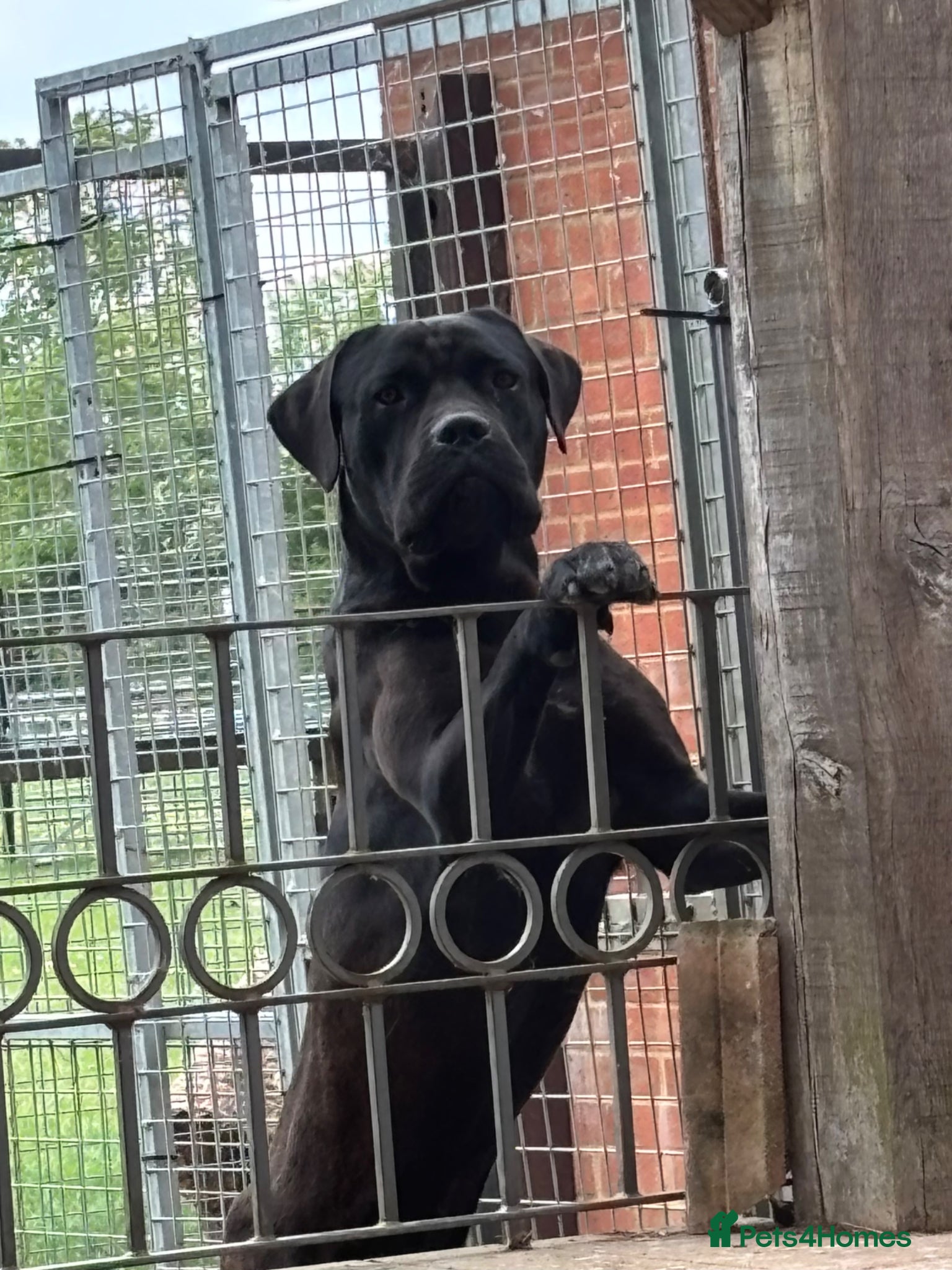 Cane Corso dogs Lo Raso Cane Corso - Advert 6