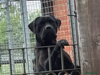 Cane Corso dogs Lo Raso Cane Corso - Advert 2