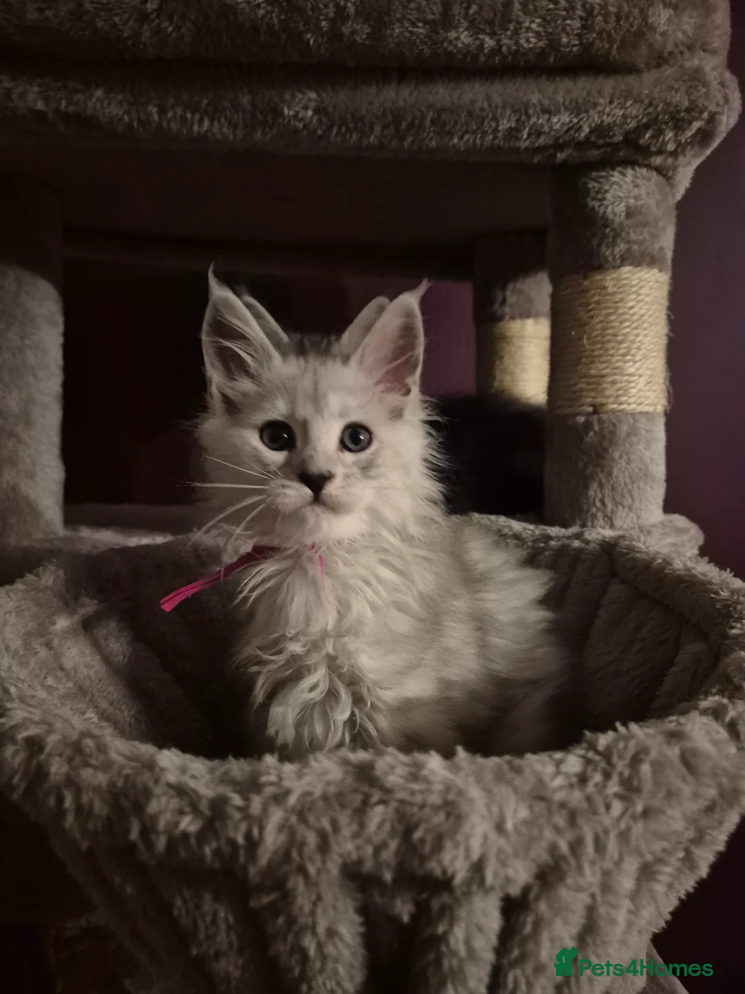 Maine Coon cats for sale: Tica registered Maine Coon kittens - Advert 15