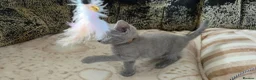 Russian Blue cats for sale: Ready Now TICA full pedigree RUSSIAN BLUE kittens  - Advert 11