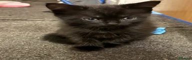 American Shorthair 3