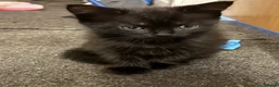American Shorthair cats for sale: Kittens for sale *READY TO LEAVE* - Advert 4