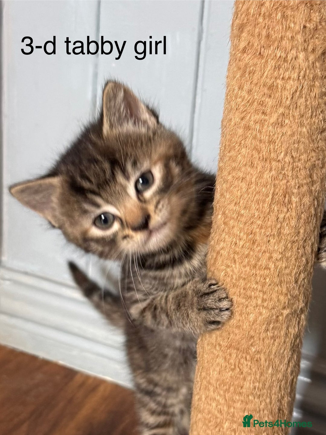 Mixed Breed cats for sale: Kittens (£250-£80) - Image 10