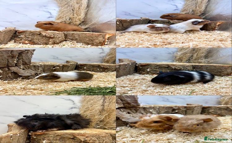 Guinea Pig rodents - Advert 11