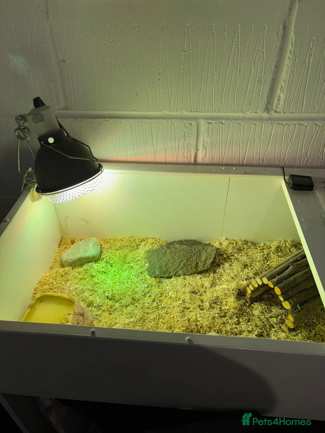 Tortoise reptiles for sale: Horsefield tortoise  in Ellesmere Port - Advert 6