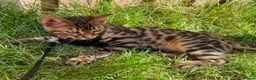 Bengal cats for sale: 2 Bengals Kittens Left ✨ in Southam - Advert 12