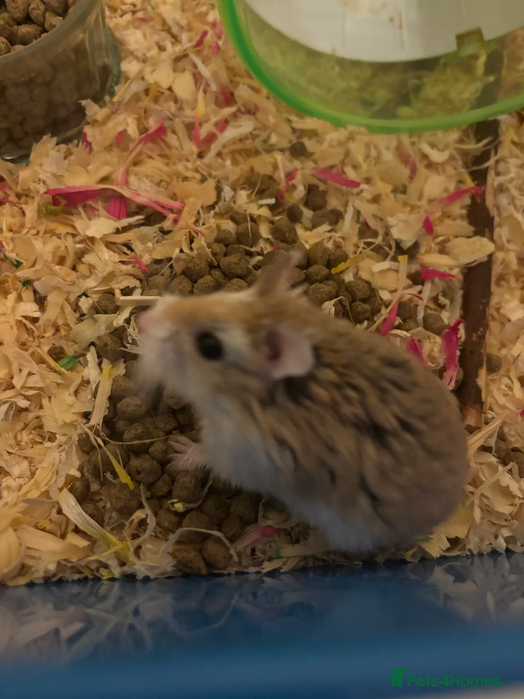 Hamster rodents for sale: Cute male roborovski dwarf hamster for sale in Edinburgh - Advert 2