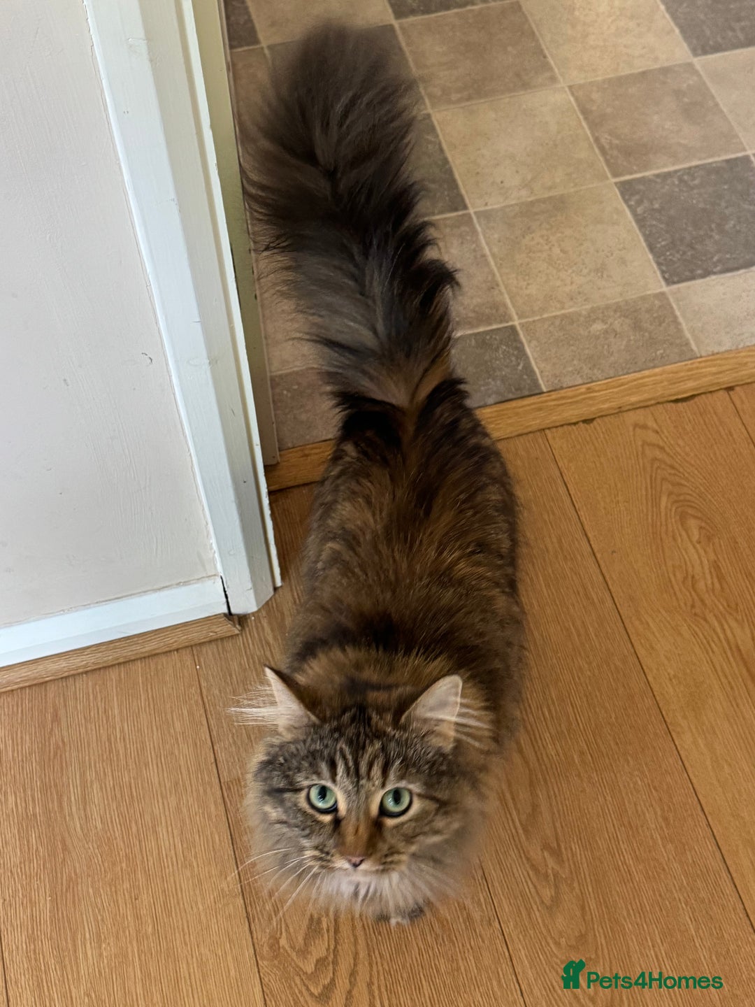 Siberian cats for sale: Siberian female cat neutered microchiped - Image 2