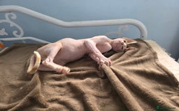 Sphynx cats for sale: 🩵 Sphynx Kitten – Male - Image 4