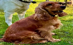 Cocker Spaniel dogs for adoption: Sunny: The Little Soul Who Escaped the Darkness - Image 7