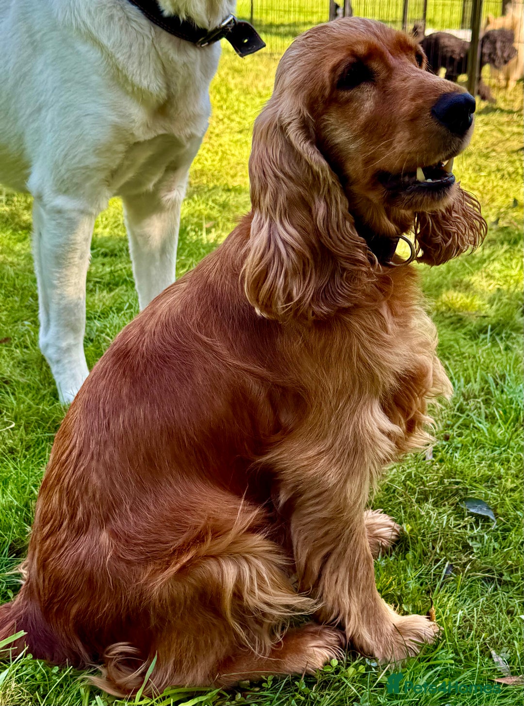Cocker Spaniel dogs for adoption: Sunny: The Little Soul Who Escaped the Darkness - Image 7