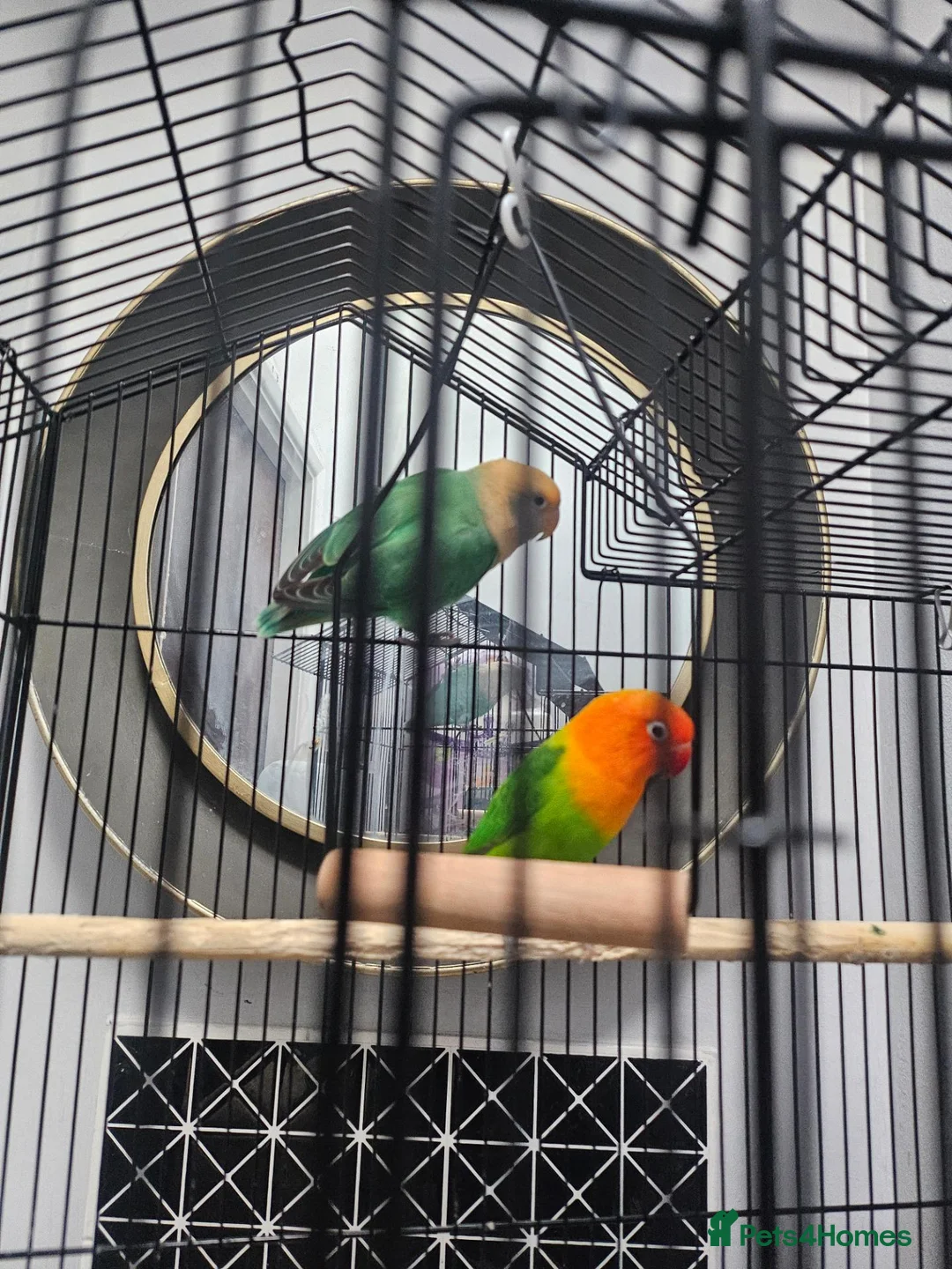 Lovebirds birds for sale: Lovebirds  in Slough - Advert 2