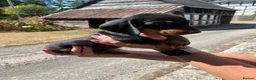 Miniature Dachshund dogs for sale: Miniature Dachshund Puppies - Advert 9