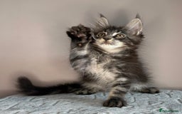 Maine Coon cats for sale: Russian Line maine coon kittens  in Market Rasen - Image 15