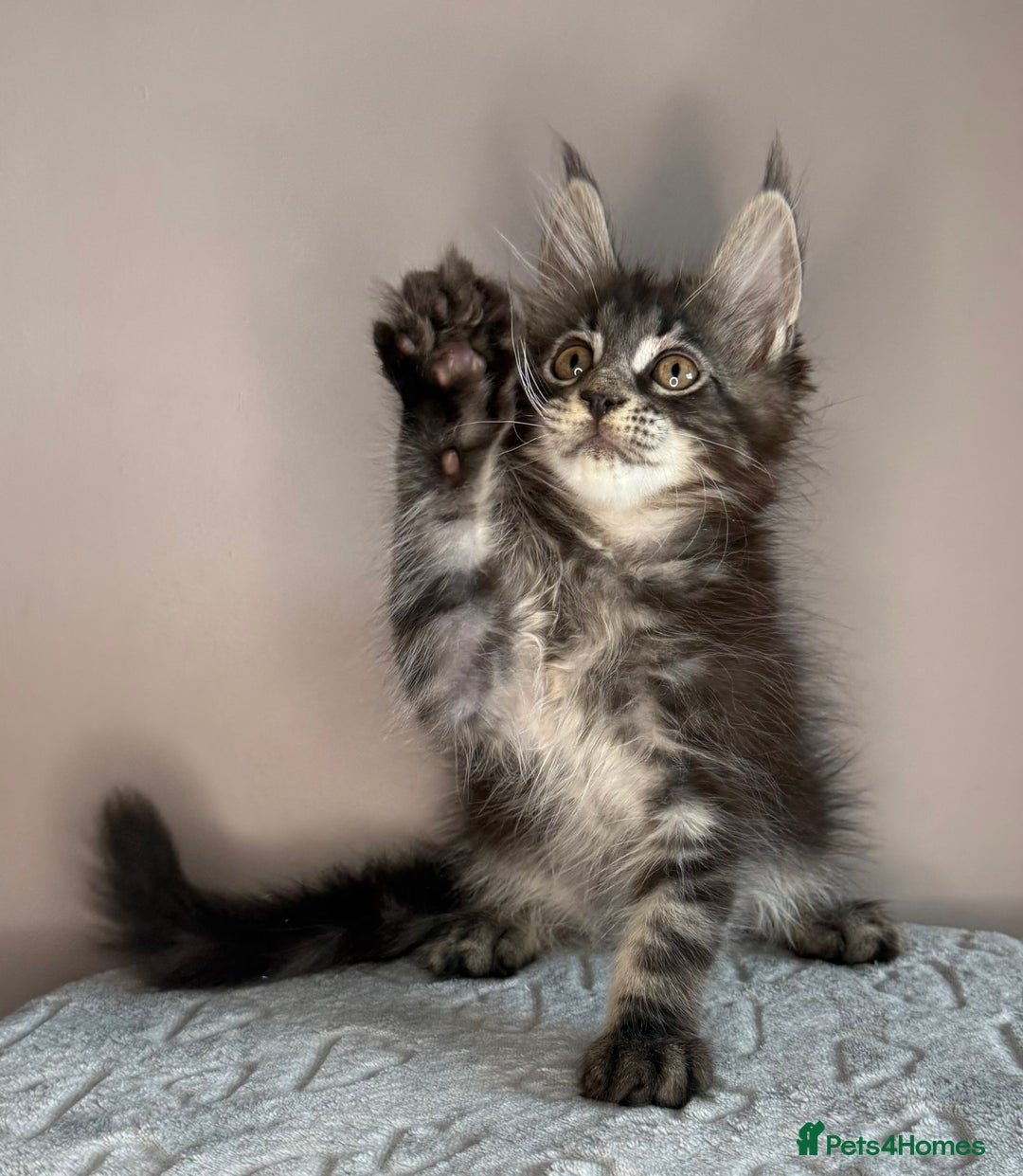 Maine Coon cats for sale: Russian Line maine coon kittens  in Market Rasen - Image 15
