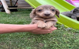 Miniature Dachshund dogs for sale: Beautiful miniature dachshund baby’s💖💙 - Image 7