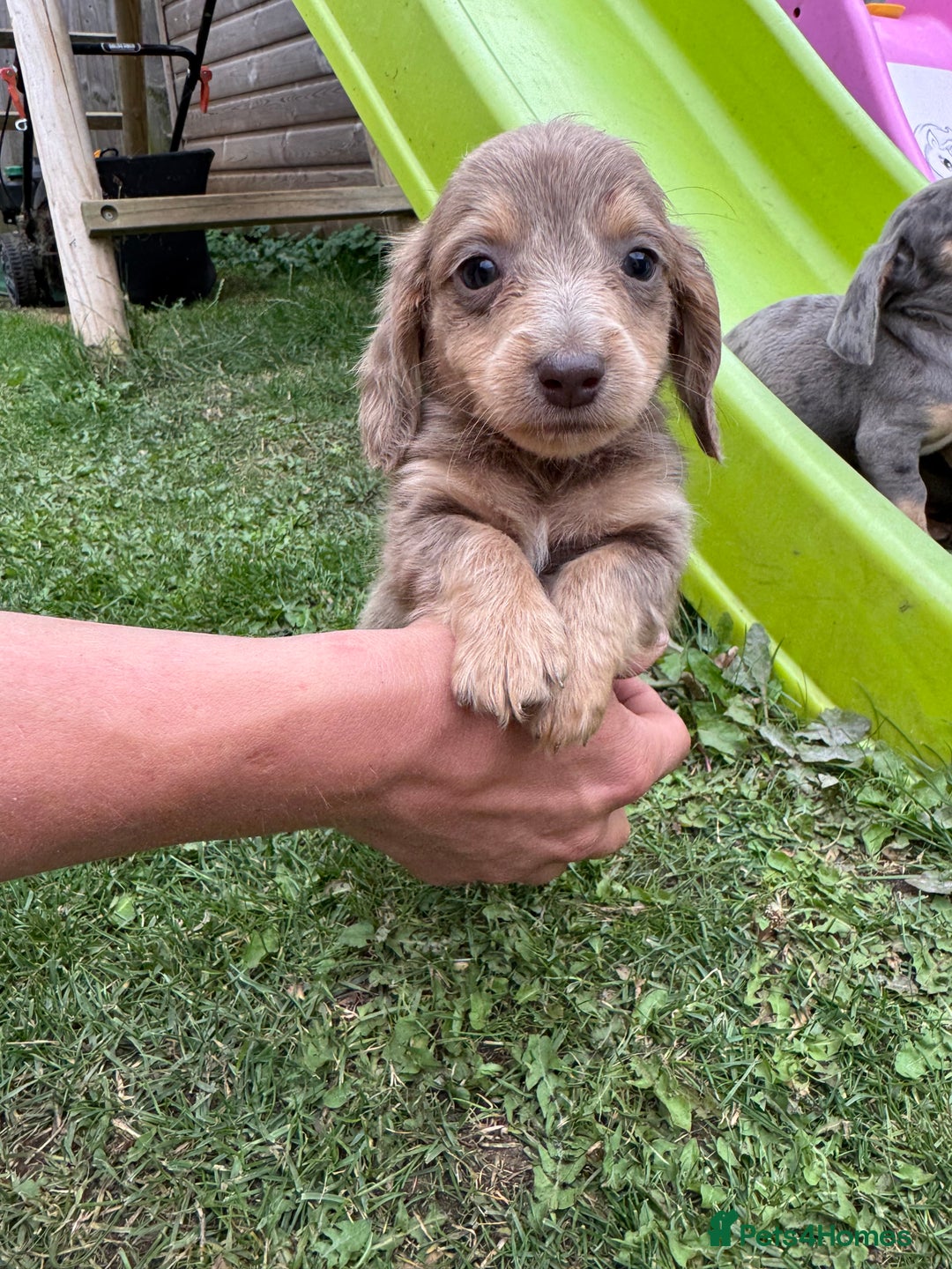 Miniature Dachshund dogs for sale: Beautiful miniature dachshund baby’s💖💙 - Image 7