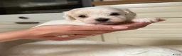 Maltipoo dogs for sale: *** Adorable Korean Maltipoo Babies *** - Advert 27