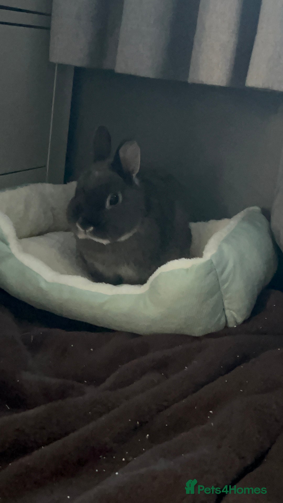 Netherland Dwarf rabbits for sale: PURE Netherland dwarfs for sale - Image 2