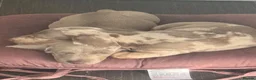 Dachshund dogs for sale: Dachshunds puppies - Advert 3