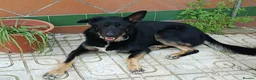 Mixed Breed dogs for adoption: 🐶 Bingo the perfect family companion ❤️  - Advert 6