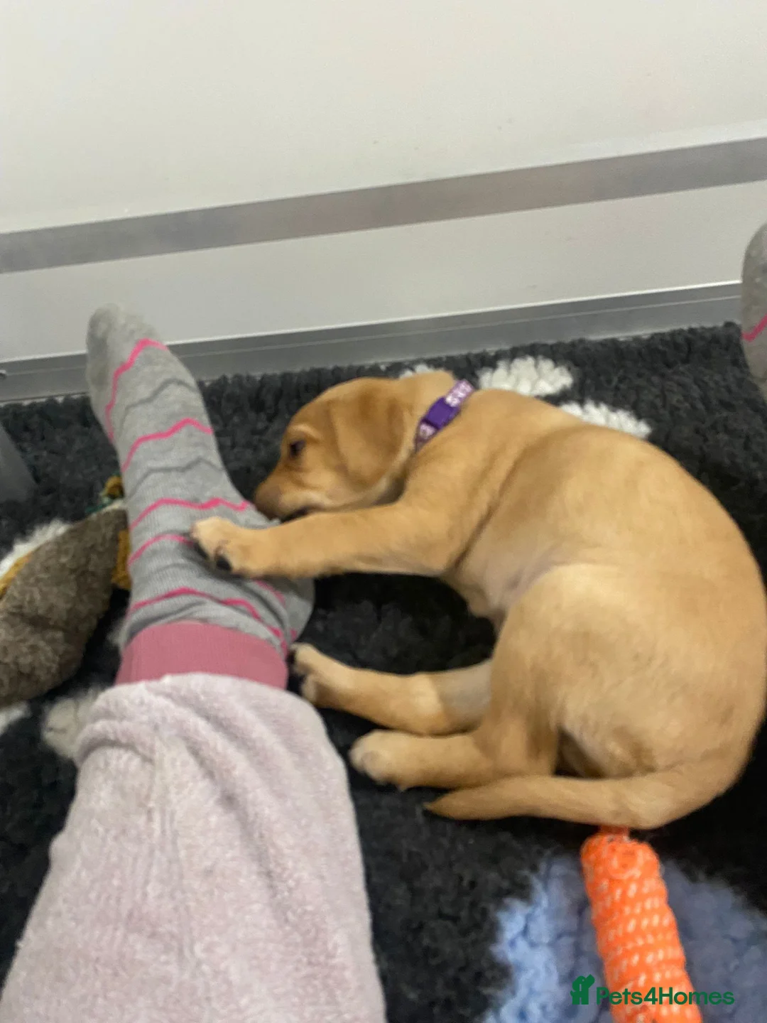 Labrador Retriever dogs for sale: Labrador puppies KC Fully health tested parents  - Advert 2