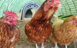 Chickens poultry for sale: Chickens & Omlet Eglu (2m run & accessories) - Image 6