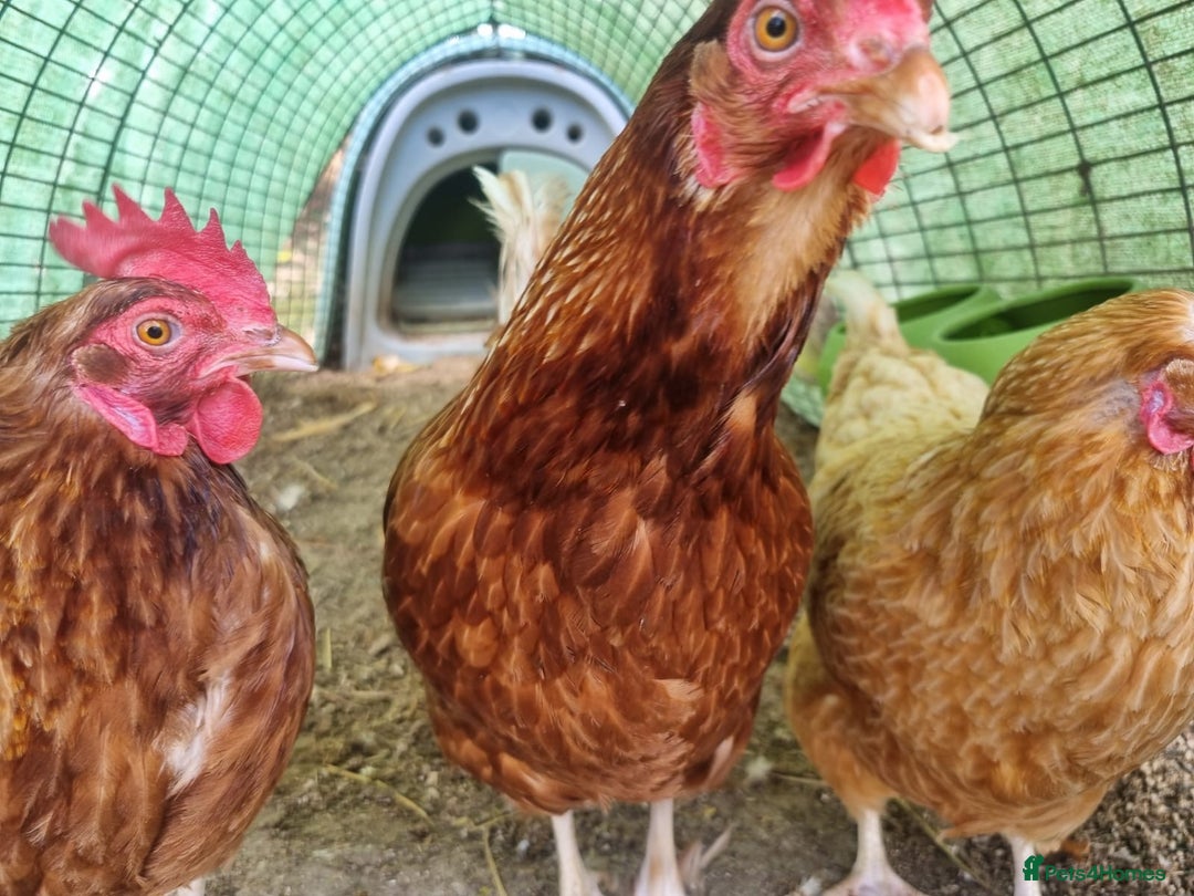 Chickens poultry for sale: Chickens & Omlet Eglu (2m run & accessories) - Image 6