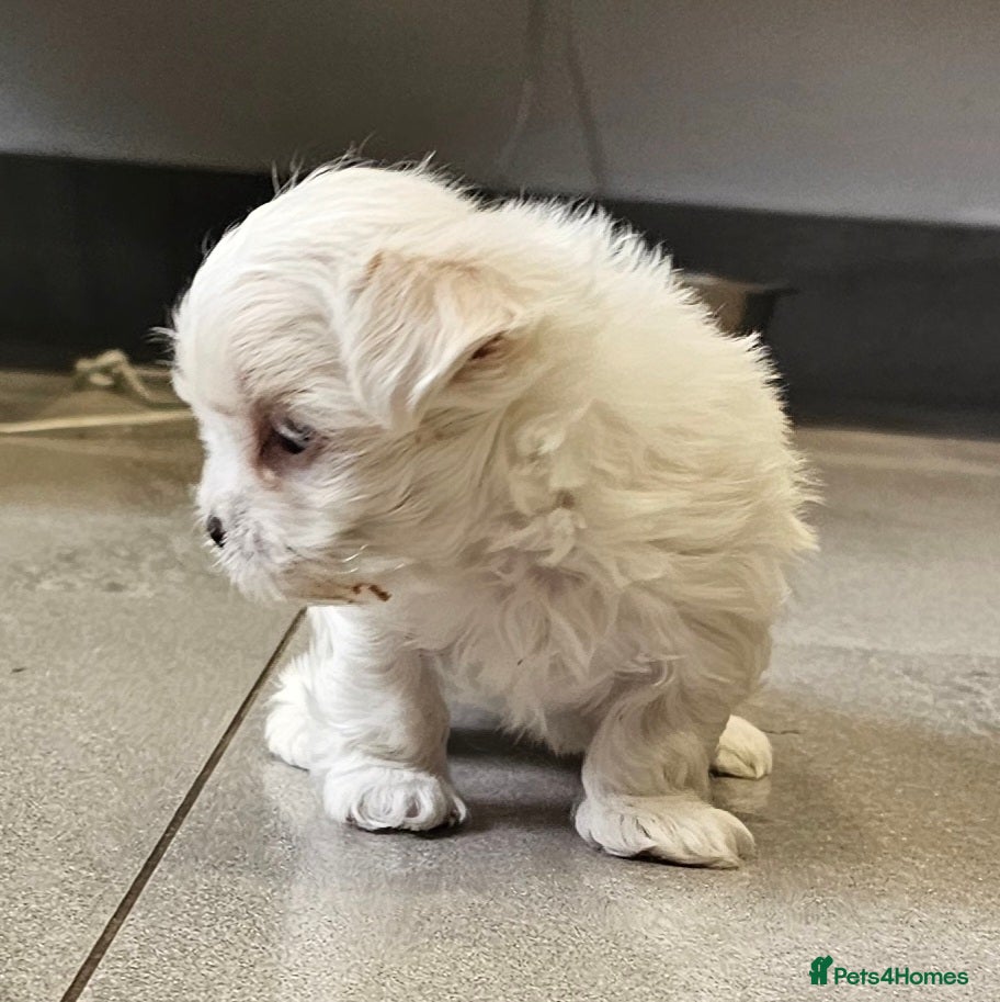 Maltese dogs Maltese last  girl  available  - Advert 2