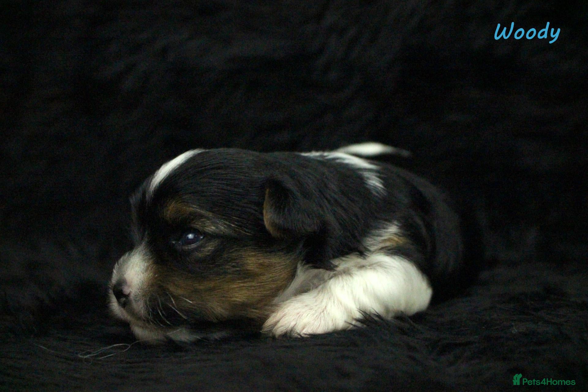 Biewer Terrier dogs for sale: ✨Stunning Biewer Yorkshire Terriers Ready Dec 26 ✨ - Advert 1