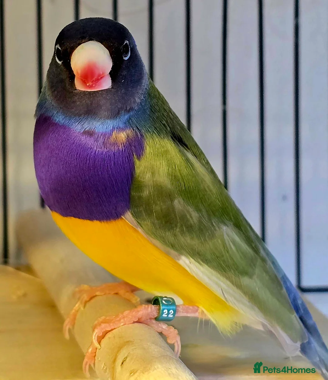 Gallery Image {{count}}