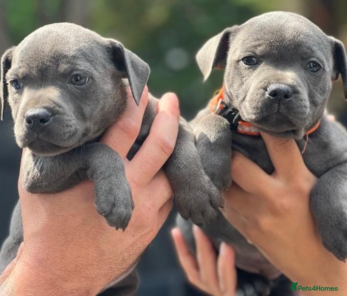 Staffordshire Bull Terrier dogs Stunning BLUE Staffordshire bull terrier puppy - Advert 1