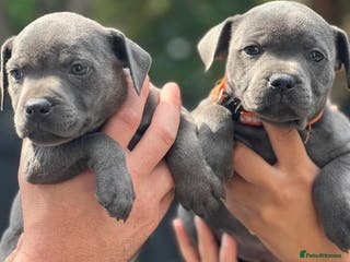 Staffordshire Bull Terrier dogs Stunning BLUE Staffordshire bull terrier puppy - Advert 12
