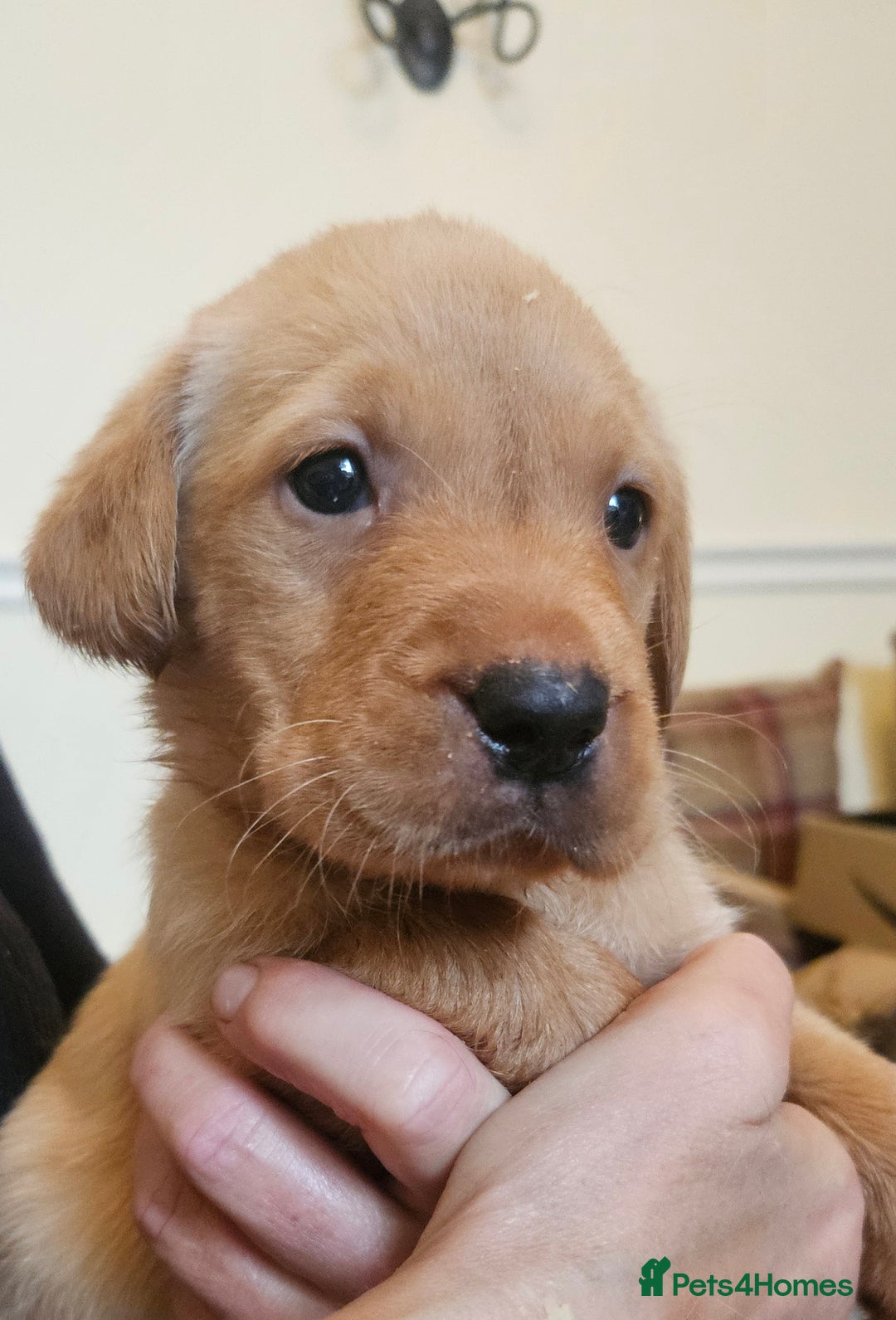 Labrador Retriever dogs for sale: Fantastic working bloodline kc labradors! - Image 7