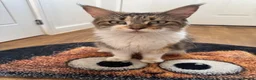 Maine Coon cats for sale:  Maine Coon Kittens  - Advert 10