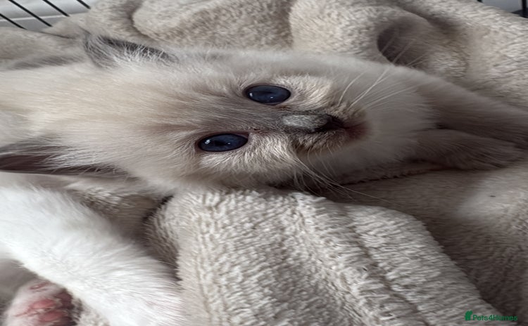 Ragdoll cats - Advert 9