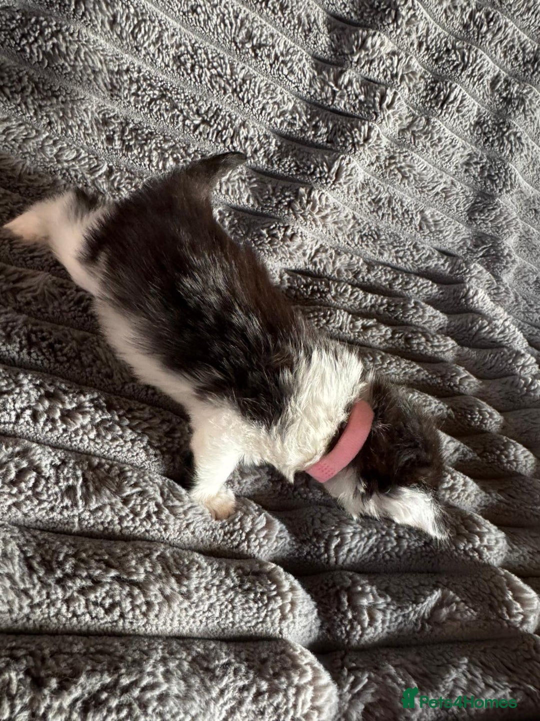 British Longhair cats for sale: 3 Kittens for sale needs to be good homes - Advert 4