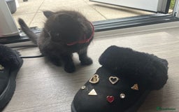 Mixed Breed cats for sale: ✨ The Midnight Magic – Ready to Steal Your Heart  - Image 10