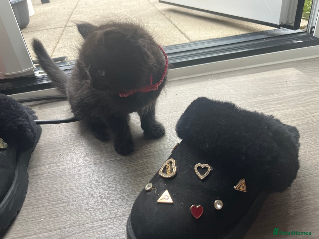 Mixed Breed cats for sale: ✨ The Midnight Magic – Ready to Steal Your Heart  - Image 10
