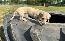 Miniature Dachshund dogs for sale: 1 year old cream Kaninchen dachshund - Image 3