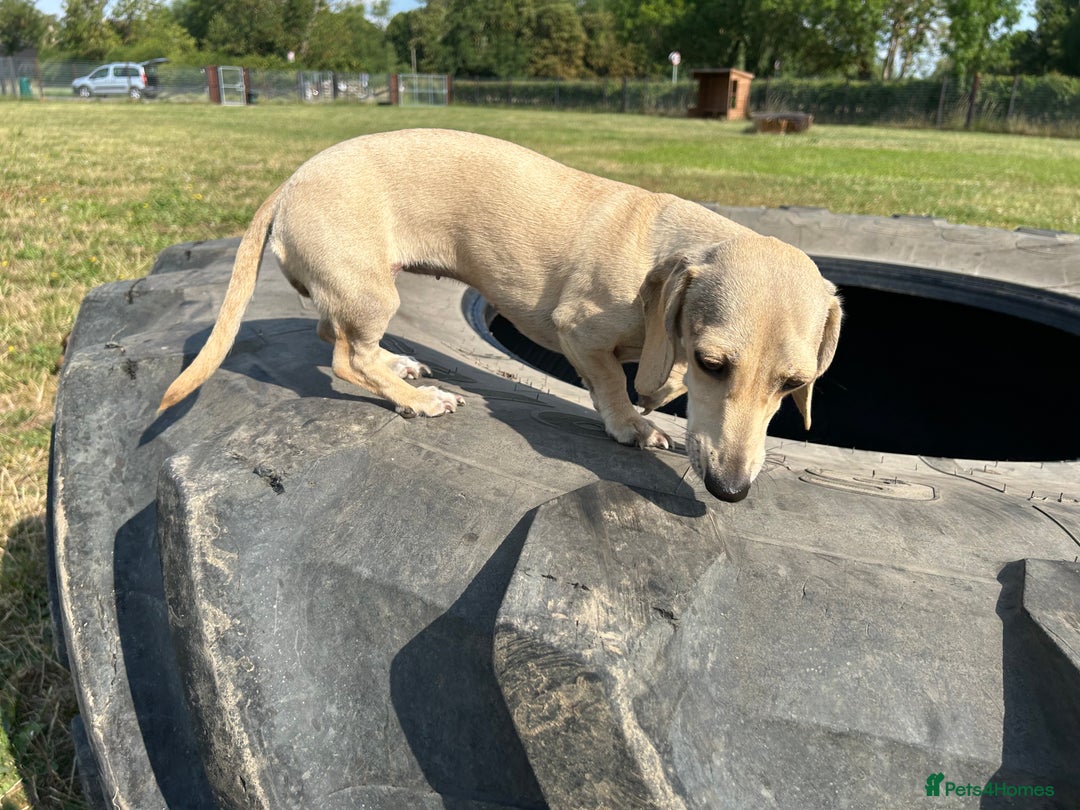 Miniature Dachshund dogs for sale: 1 year old cream Kaninchen dachshund - Image 3
