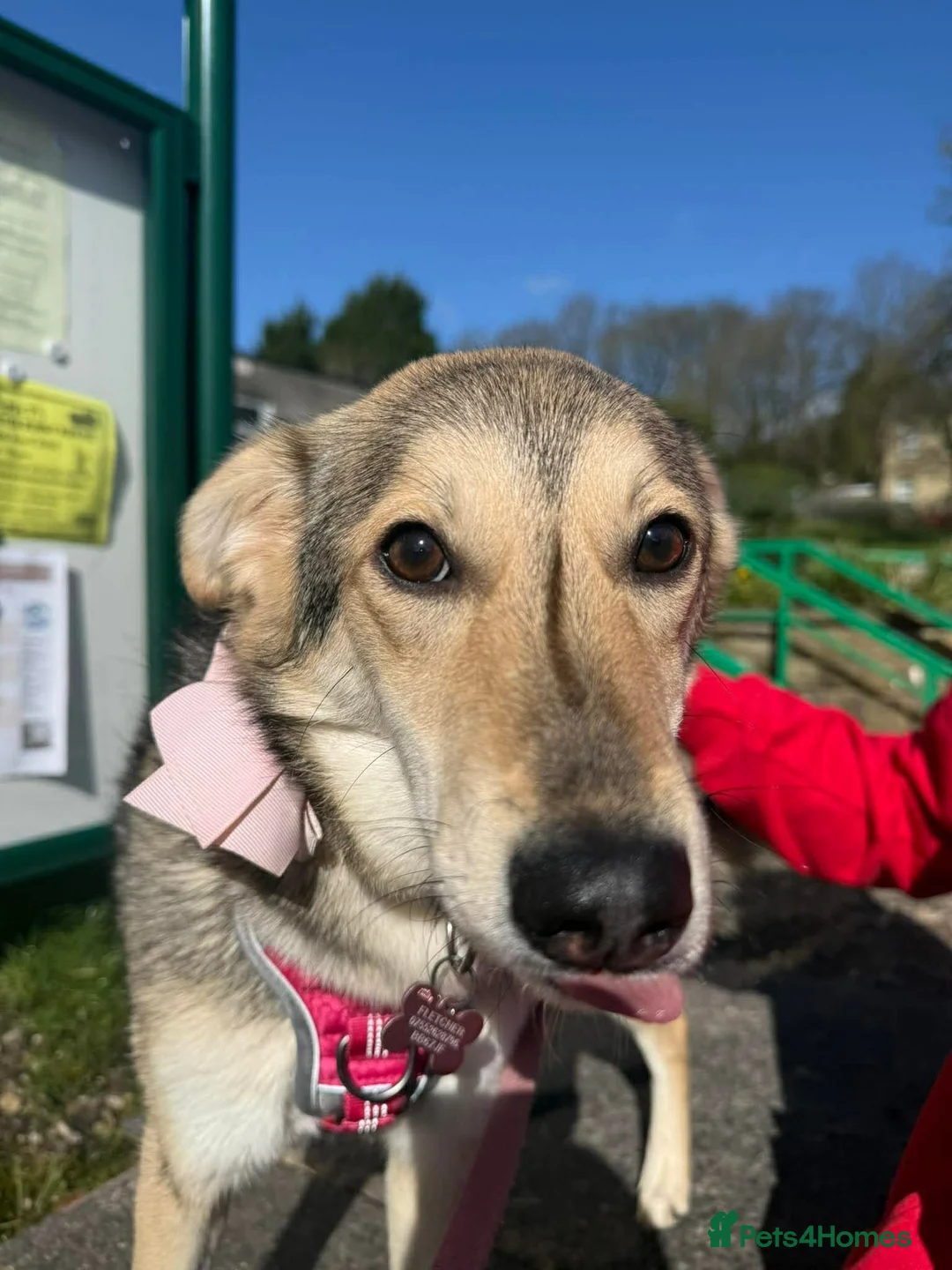 Mixed Breed dogs for adoption: Gorgeous Ruby - Advert 9