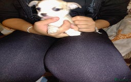 Chihuahua dogs for sale: Beautiful Chihuahua - Image 7