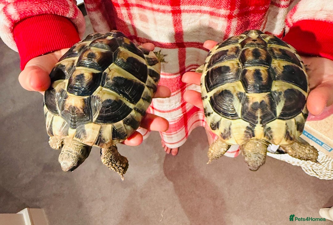 Hermann Tortoise reptiles for sale: 2 Herman Tortoises for sale  - Advert 5