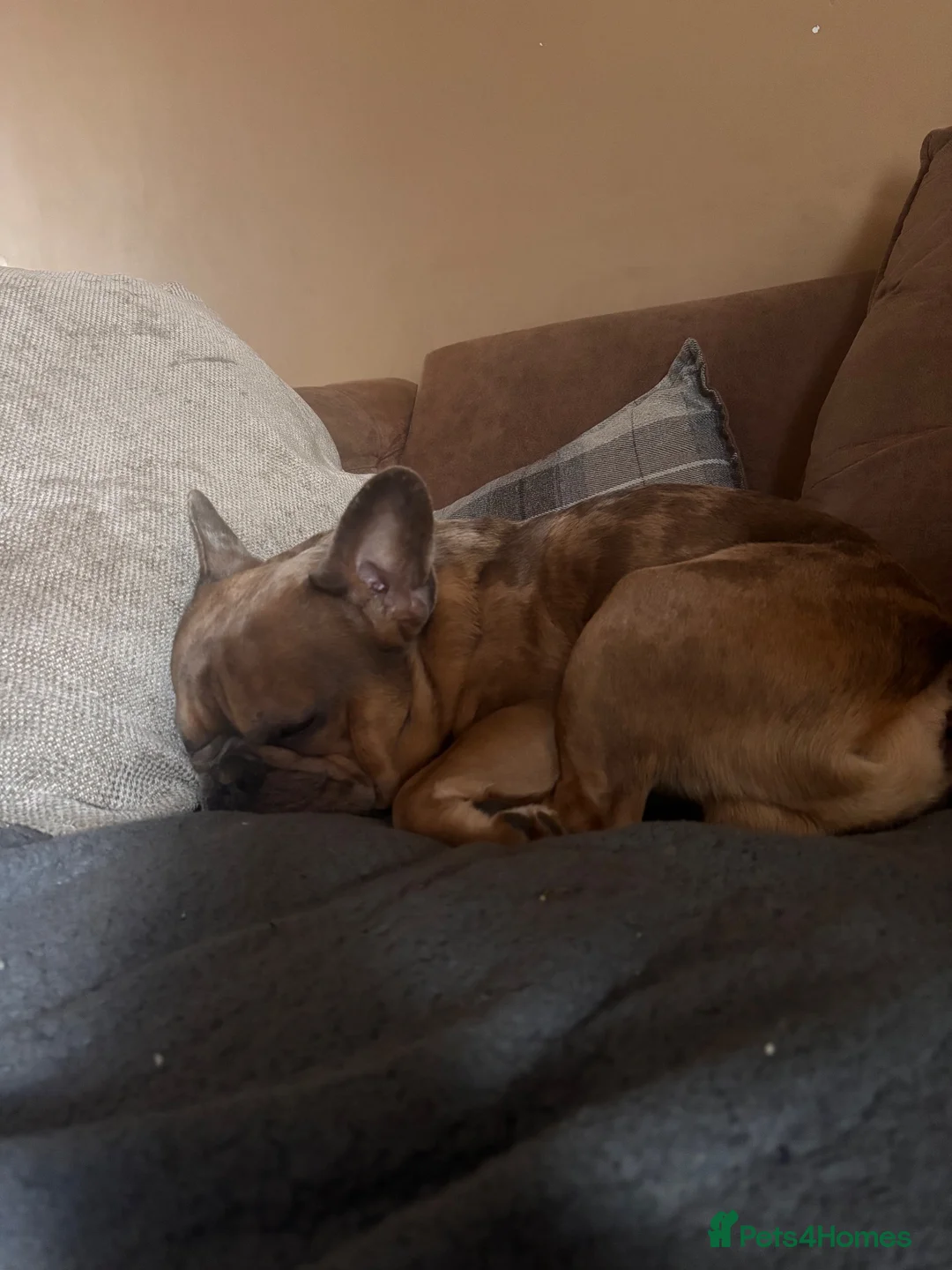 French Bulldog dogs for sale: French bulldog boy for sale - Advert 5
