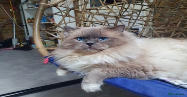 Ragdoll cats HANDSOME BOY-BLUE MITTED GCCF /TICA  AVALIABLE  - Advert 6